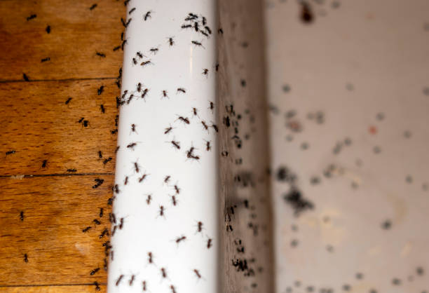 Best Ant Control Services  in Marcellus, MI