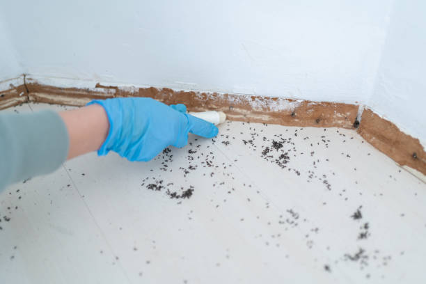 Best Affordable Pest Control Services  in Marcellus, MI
